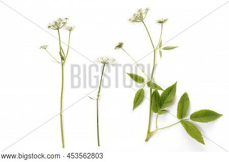 Blooming Ground Elder, Aegopodium Podagraria Isolated On White Background