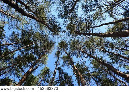 Looking Up In Beautiful Pine Deciduous Forest Trees Woods Canopy. Bottom View Wide Angle Background.