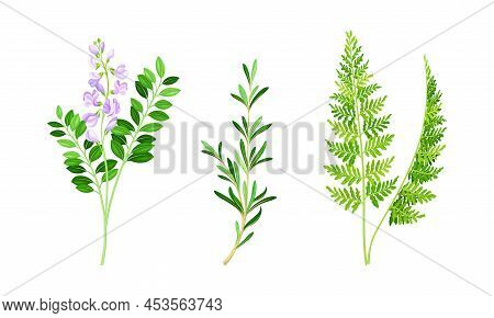 Medicinal Herbs Set. Thime, Fern, Stevia Wildflowers, Treatment Plants Vector Illustration