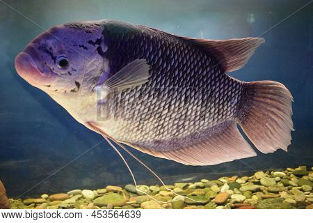 Massive Tilapia Catch About Five Pounds, Wildlife Tilapia Animal Water, Freshwater Fish Cichlid Aqua