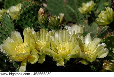 Delicate Yellow Prickly Pear Flowers With Soft And Prickly Thorns