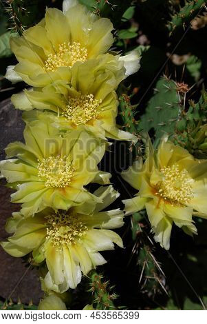 Delicate Yellow Prickly Pear Flowers With Soft And Prickly Thorns