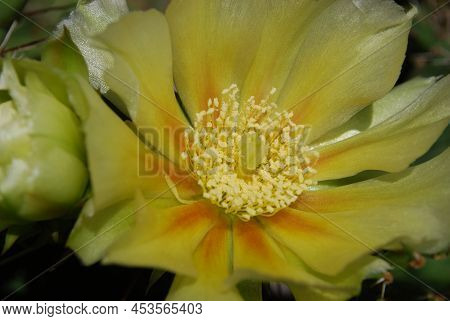 Delicate Yellow Prickly Pear Flowers With Soft And Prickly Thorns
