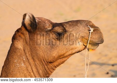 Portrait Of A Camel, Face While Waiting For Tourists For Camel Ride At Thar Desert, Rajasthan, India