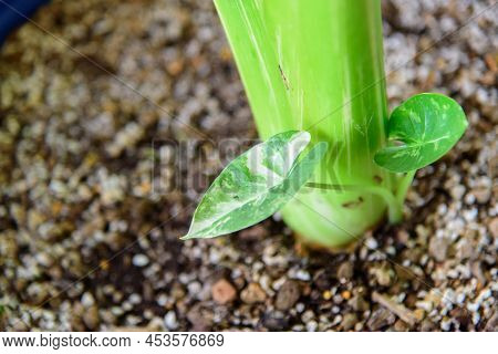 Closeup To Little Fresh  Alocasia Macrorrhizos  Variegated