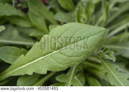 Macedonian Scabious Leaves In The Garden In Spring