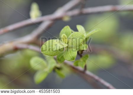 Kilmarnock Willow New Leaves In The Spring