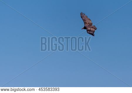 A White-headed Vulture -trigonoceps Occipitalis- Circling Over Etosha National Park, Namibia.