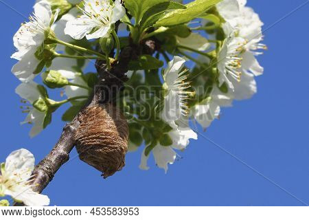 Ooteka (cocoon) Of The Mantis. Close-up Ootheca Formed By A Female Praying Mantis On A Flowering Plu