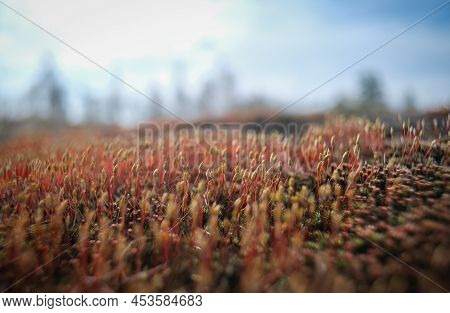 Moss Cones Close-up. Moss Seeds - Macro Photography. Red Spring Moss.