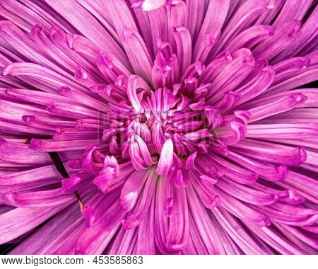 A Closeup Of A Pink Flower