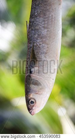 Closeup Shot Of A Freshly Caught, Big Raw Fish Held Hanging In The Market On A Morning Kept For Sale