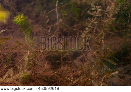 Coontail Ceratophyllum Demersum A Common Aquatic Plant Found In Michigan Lakes