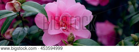 Beautiful Pink Evergreen Camellia Tree With Blooming Flowers During Springtime In English Garden, Uk