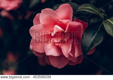 Beautiful Pink Evergreen Camellia Tree With Blooming Flowers During Springtime In English Garden, Uk