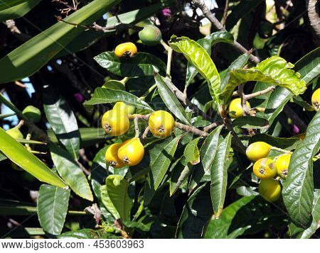 Floral Background. Fruits And Leaves Of Loquat (eriobotrya Japonica)