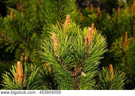 Young Shoots Of Pine In Sunny Weather In The Botanical Garden
