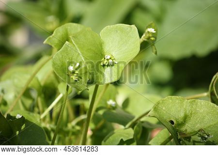 Portulak As Close Up Against A Green Blurred Background