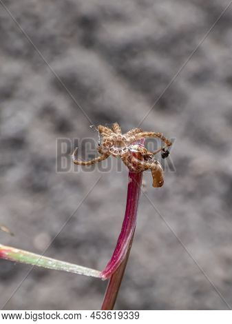 Close-up Shot Of Detailed Shed Exuviae Of The Exoskeleton Of The Small Spider With Blurred Backgroun