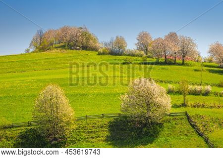 Spring Rural Landscape With Flowering Fruit Trees On A Sunny Day. The Village Of Hrinova In Central 