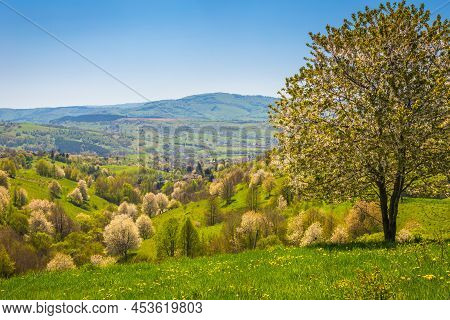 Spring Rural Landscape With Flowering Fruit Trees On A Sunny Day. The Village Of Hrinova In Central 