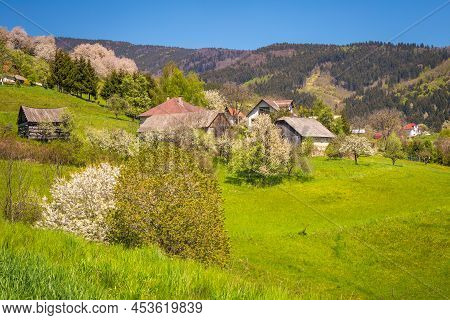 Spring Rural Landscape With Flowering Fruit Trees On A Sunny Day. The Village Of Hrinova In Central 