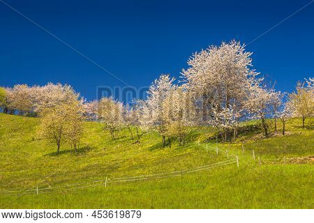 Spring Rural Landscape With Flowering Fruit Trees On A Sunny Day. The Village Of Hrinova In Central 