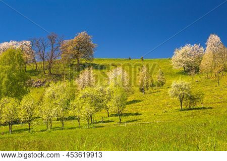 Spring Rural Landscape With Flowering Fruit Trees On A Sunny Day. The Village Of Hrinova In Central 