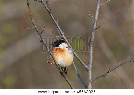 Bramborníček černohlavý