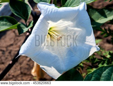 Datura Flower (latin Datura) Is White