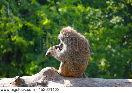 On The Trunk Of A Tree Sits A Macaque In The Park