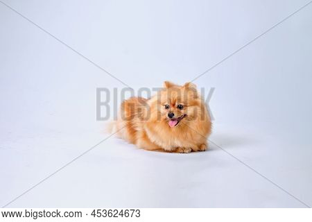 The Pomeranian Pomeranian Dog, Shorn According To The Breed Standard, Lies On A Light Background.