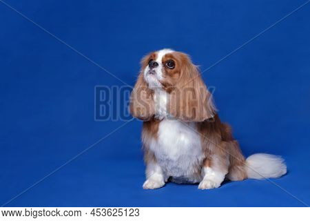 Charming Dog Cavalier King C.harles Spaniel Sits In Front Of A Blue Background