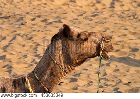 Portrait Of A Camel, Face While Waiting For Tourists For Camel Ride At Thar Desert, Rajasthan, India