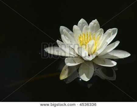บัวฝรั่งสี