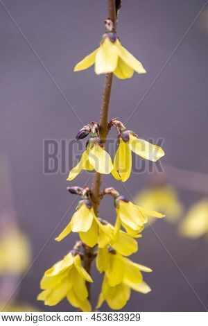 Forsythia. Blooming Forsythia Bush. Yellow Flower On A Branch Of Forsythia.