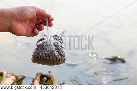 Feed The Fish, Close Up Brown Pellets Feeds For Fish In Hand, Feed Fish From Feeding Food On Water S