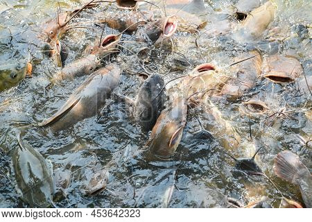 Catfish Eating Food On The Catfish Farm, Feeds Many Freshwater Fish Agriculture Aquaculture, Catfish