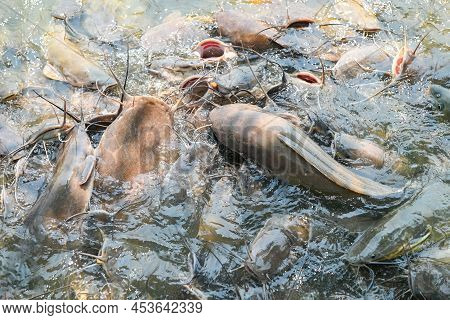 Catfish Eating Food On The Catfish Farm, Feeds Many Freshwater Fish Agriculture Aquaculture, Catfish