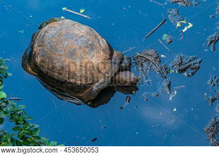 Aldabra Giant Tortoise In A Water Pond, Turtle In Zanzibar, Tanzania.