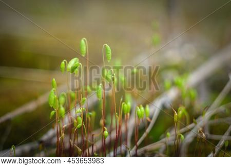 Macro Of Young Moss. Microworld Of Forest Moss. Moss Close-up.