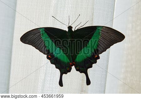 Big Emerald Papilio Palinurus Butterfly On The Blue Curtains In The Interior. Animals And Insects Ba