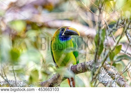 Emerald Toucanet (aulacorhynchus Prasinus), Small Toucan. Beautiful Bird At San Gerardo De Dota, Wil