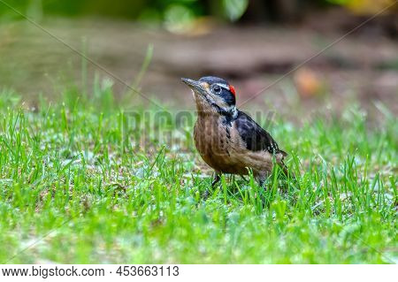 Hairy Woodpecker (leuconotopicus Villosus) Looking For Food On Ground, San Gerardo De Dota, Wildlife