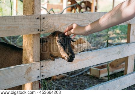 Goats On The Farm. Brown Goat Standing In Wooden Shelter. Woman Feeds The Goats On The Farm Beautifu