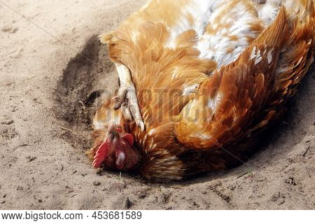 Brown Chicken Giving Itself A Dust Bath. The Hen Enjoys The Sun With Its Eyes Closed.