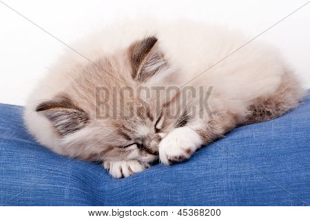 Piccolo gattino addormentato