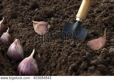 Planting Garlic. Garlic Planted In The Hole Soil Close-up. The Process Of Planting Garlic Cloves In 