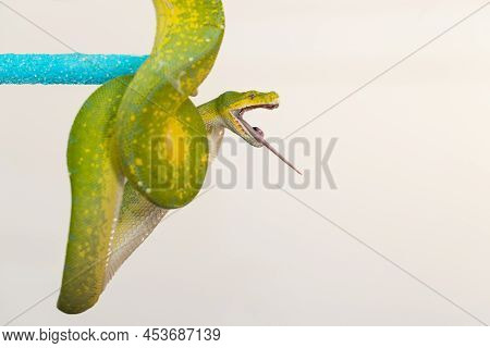 Corallus Caninus - Green Snake Coiled Into A Ball.