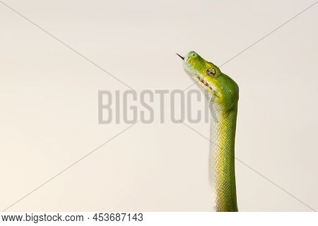 Corallus Caninus - Green Snake Coiled Into A Ball.